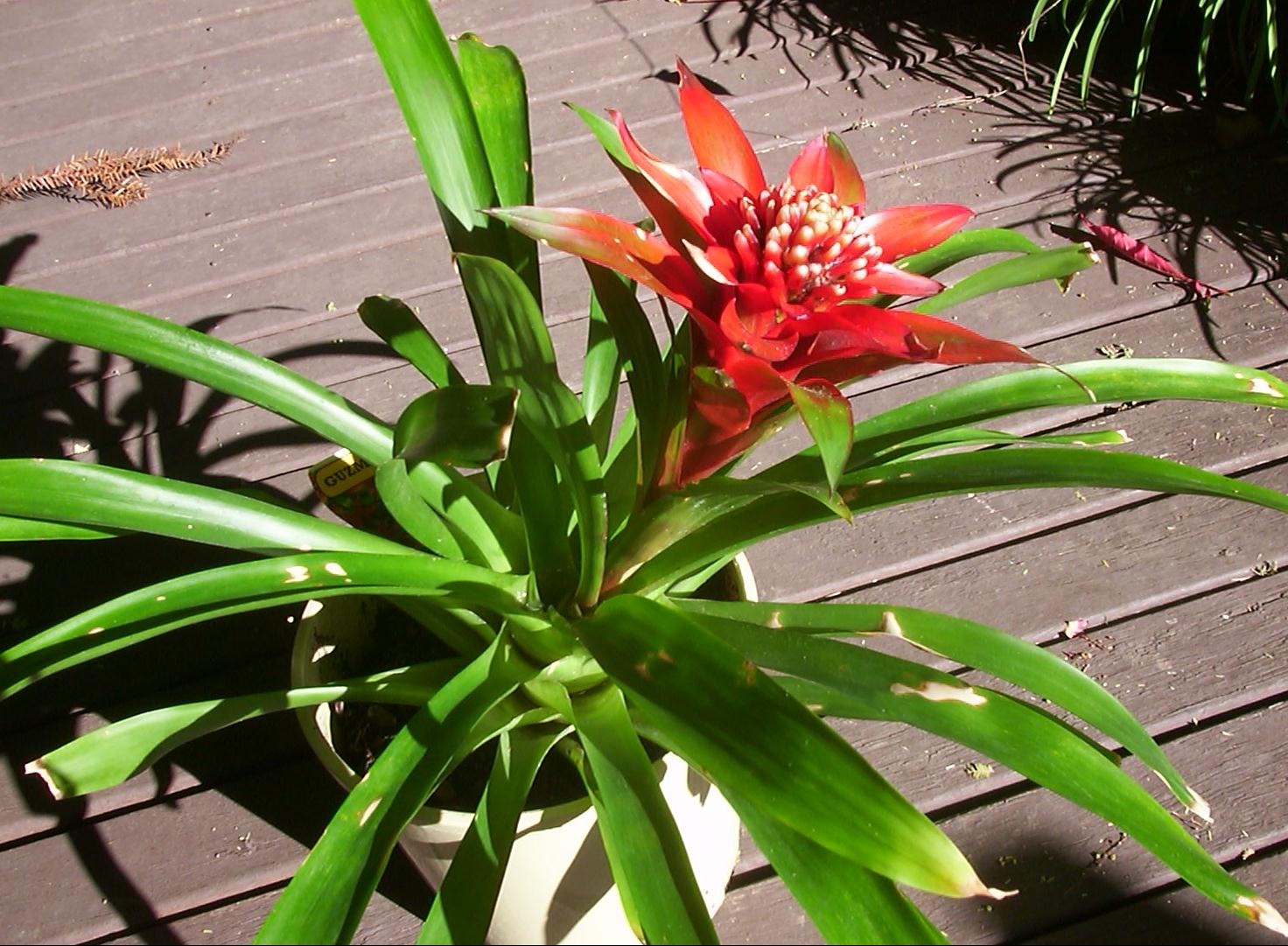 گازمانیا مینور